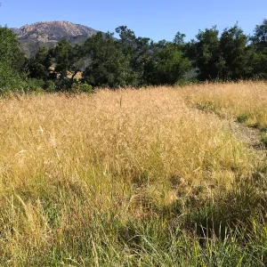 Nassella meadow at the Stepian garden