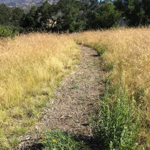 Nasella meadow at the Stepian garden