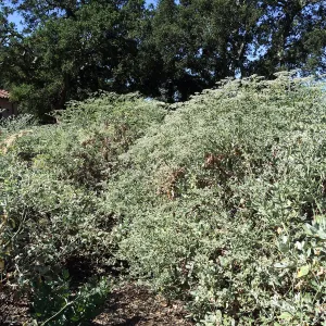 Eriogonum giganteum at Stepian garden