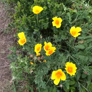 Eschscholzia californica