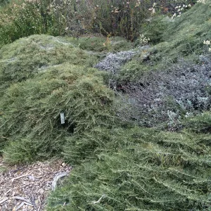 Porter Trail, Artemisia californica