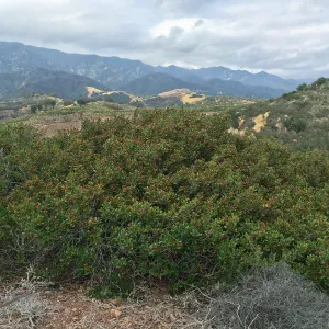 Hay Hill, Rhus integrifolia, Lemonade Berry