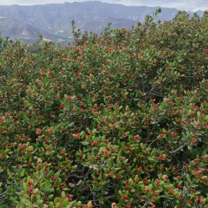 Hay Hill, Rhus integrifolia, Lemonade Berry