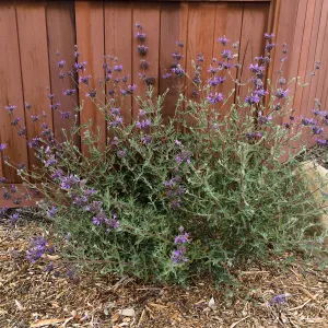 Peter Schuyler garden, Salvia (sage)