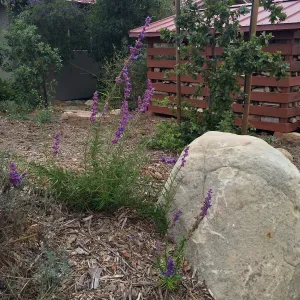 Peter Schuyler garden, Trichostema lanatum