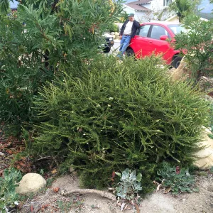 Peter Schuyler garden, Adenostoma Nicholas 