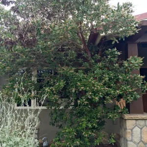 Peter Schuyler garden, Comarostaphylis 