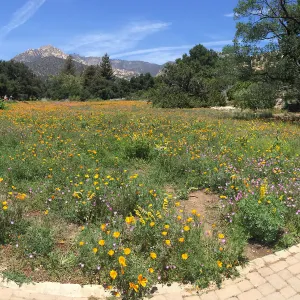 SBBG Meadow with La Cumbre Peak in background. Poppies, Achillea