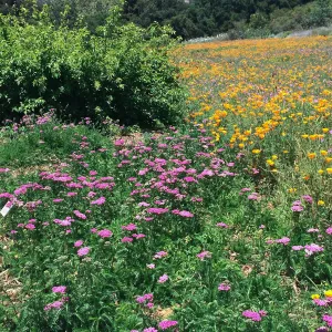 SBBG Meadows, Poppies, Clarkia, Achillea