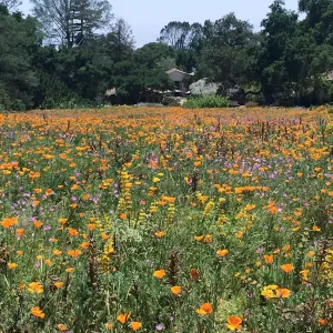 Meadow looking towards Gift Shop, Poppies, Clarkia and Yellow Lupine
