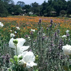Meadow View with Matilja Poppy in foreground