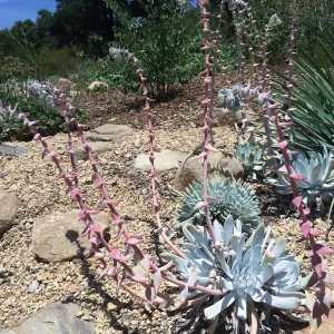 Dudleya display, Dudleya (liveforevers) hybrid 07-400