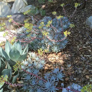 Dudleya (liveforevers) and Agave (Century plant)