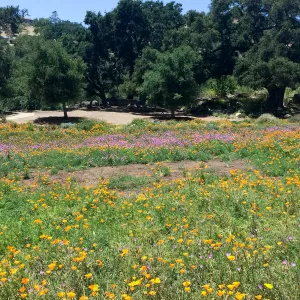 Meadow; Poppies, Clarkia, with Oaks in the background