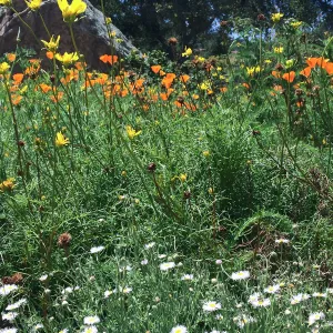 Meadow; Poppies, Clarkia