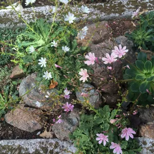 Tilden Regional Parks Botanic Garden trough gardens