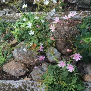 Tilden Regional Parks Botanic Garden trough gardens