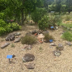 Tilden Regional Parks Botanic Garden