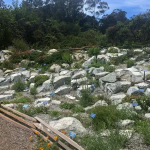 Alpine rock garden, Tilden Regional Parks Botanic Garden