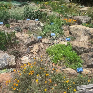 Rock garden, Tilden Regional Parks Botanic Garden