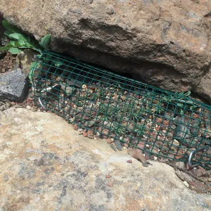 Plant cage, Tilden Regional Parks Botanic Garden