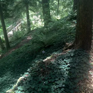 Oxalis oregana on slope, Tilden Regional Parks Botanic Garden