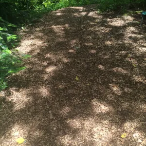 Mulched path, Tilden Regional Parks Botanic Garden