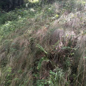 Festuca californica, Tilden Regional Parks Botanic Garden