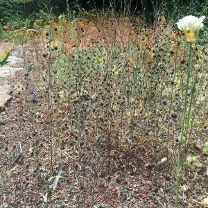 Bulb bed at Tilden Regional Parks Botanic Garden