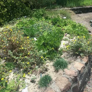 Raised sand bed at Tilden Regional Parks Botanic Garden