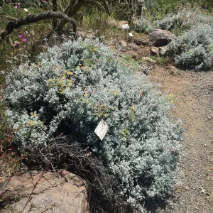 Eriogonum crocatum at Tilden Regional Parks Botanic Garden