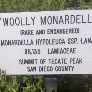 Plant signs at Tilden Regional Parks Botanic Garden