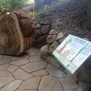 Redwood round, giant sequoia, exhibit and sign