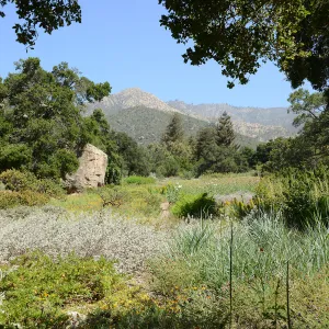 Meadow