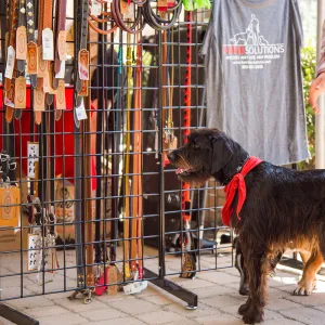 Trails â€˜n' Tails 2016