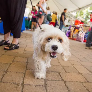 Trails â€˜n' Tails 2016