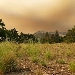 Meadow in smoke-filtered light from Rey Fire