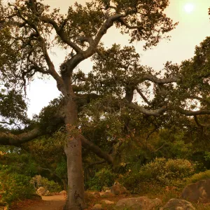 Oak in Manzanita Section in smoke-filtered light from Rey Fire