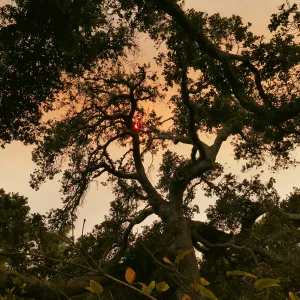 Oak in Manzanita Section in smoke-filtered light from Rey Fire