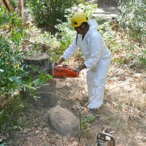 Tree Crew volunteered by Bartlett Tree Experts working in Canyon Section