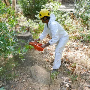 Tree Crew volunteered by Bartlett Tree Experts working in Canyon Section