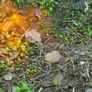 Thermal weed management in the Meadow