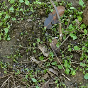 Thermal weed management in the Meadow