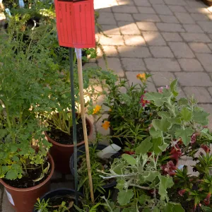 2016 Fall Native Plant Sale Preview Party