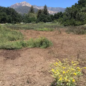 Meadow