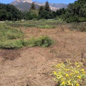 Meadow
