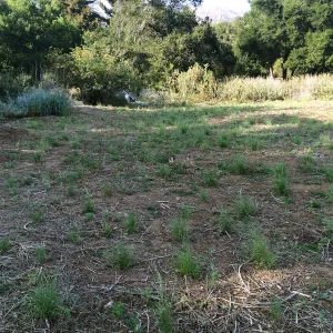 NW side of Meadow, Bouteloua planting