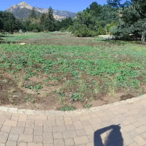 Meadow progress
