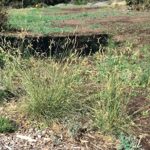 Meadow progress