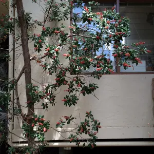 Comarostaphylos diversiloba